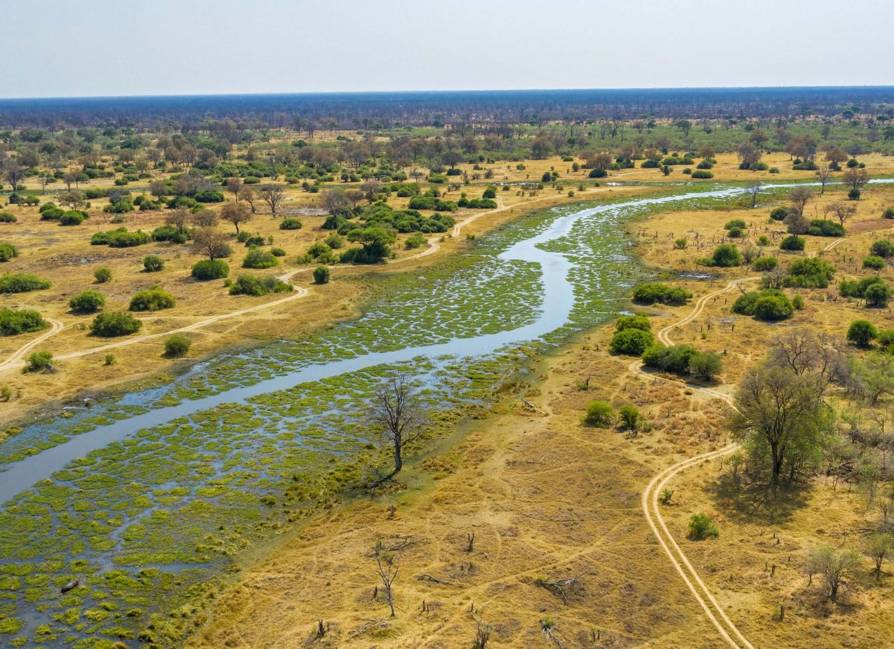 El río Khwai visto desde arriba, con hierba amarilla y arbustos a izquierda y derecha