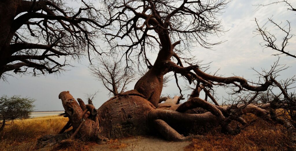 Enormes baobabs, con especial atención a uno de ellos que tiene una raíz gigantesca, en Nxai, Botsuana