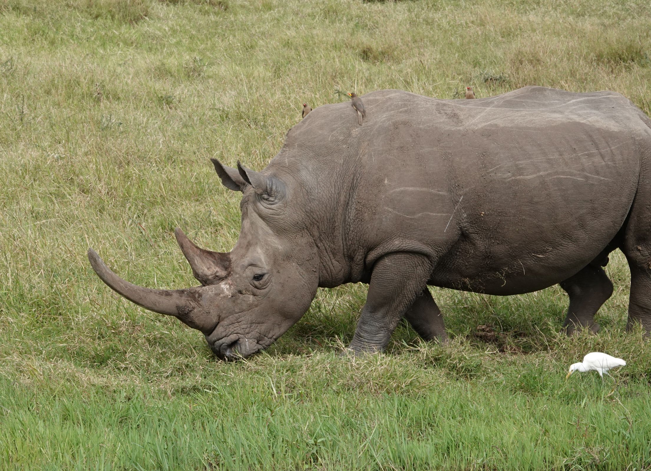 Trayecto de Nairobi a Ol' Pejeta Conservancy