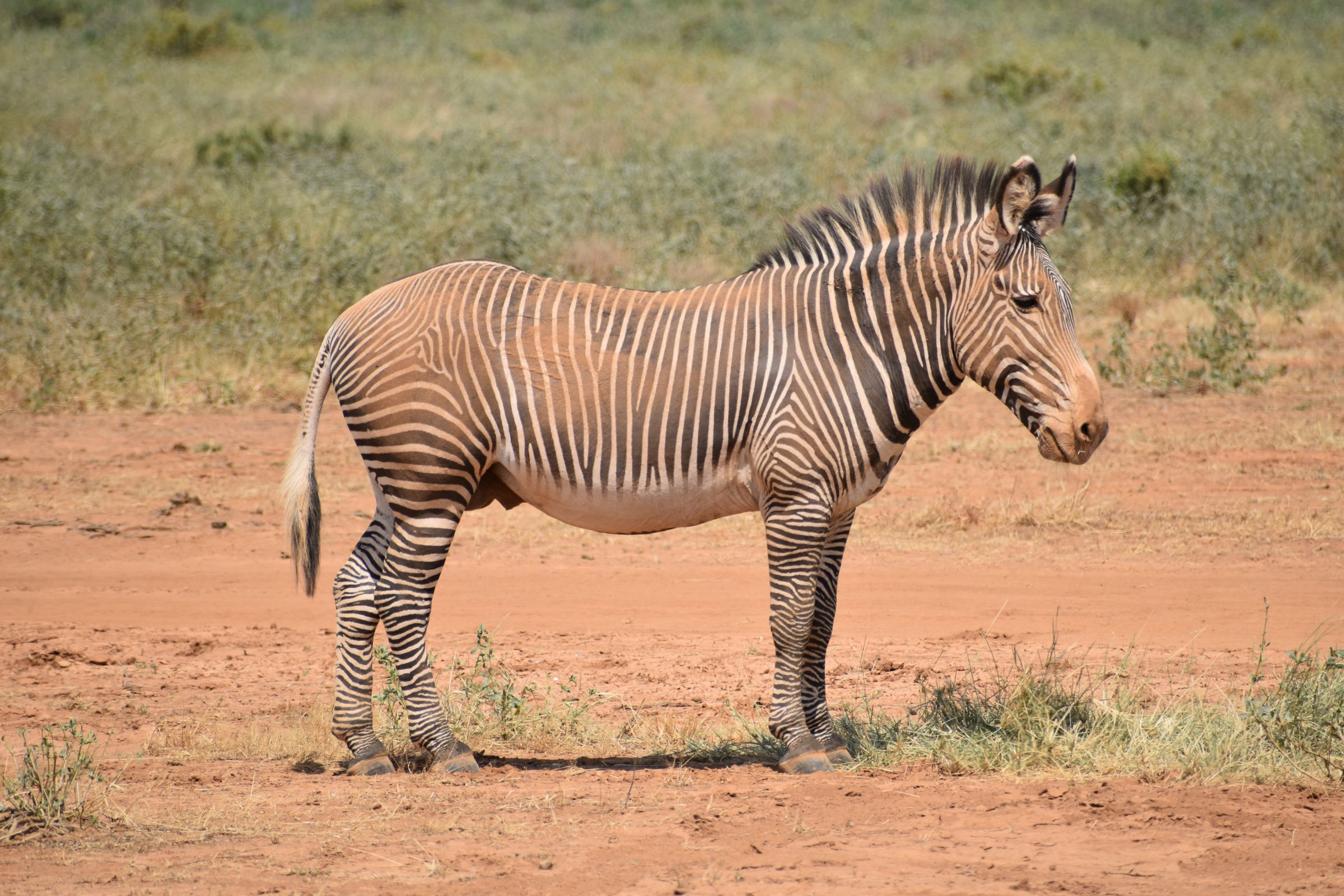 Trayecto desde la Ol' Pejeta Conservancy hasta la Reserva Nacional de Samburu