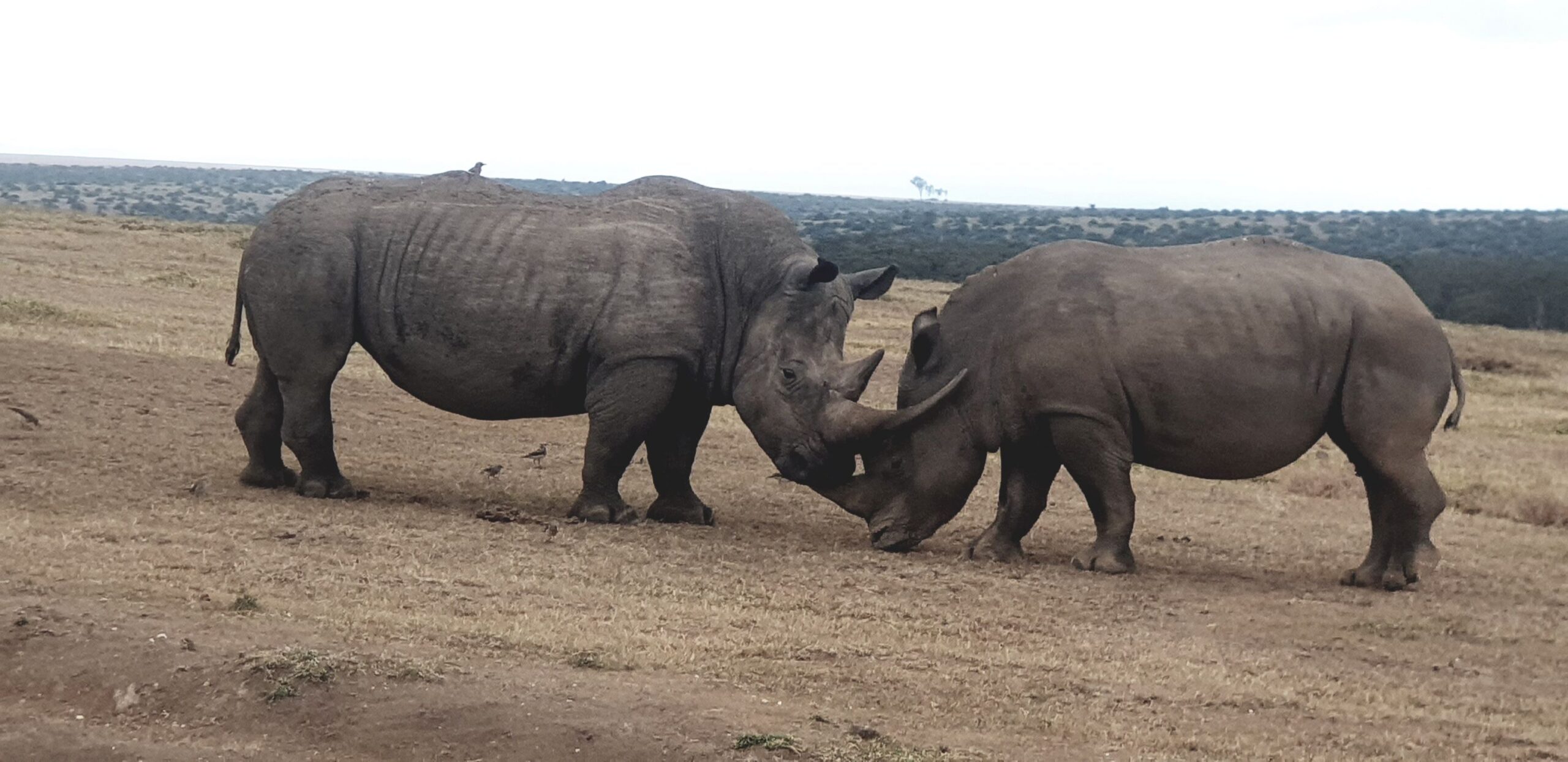 Trayecto de la Reserva Nacional de Samburu a Solio Ranch Conservancy