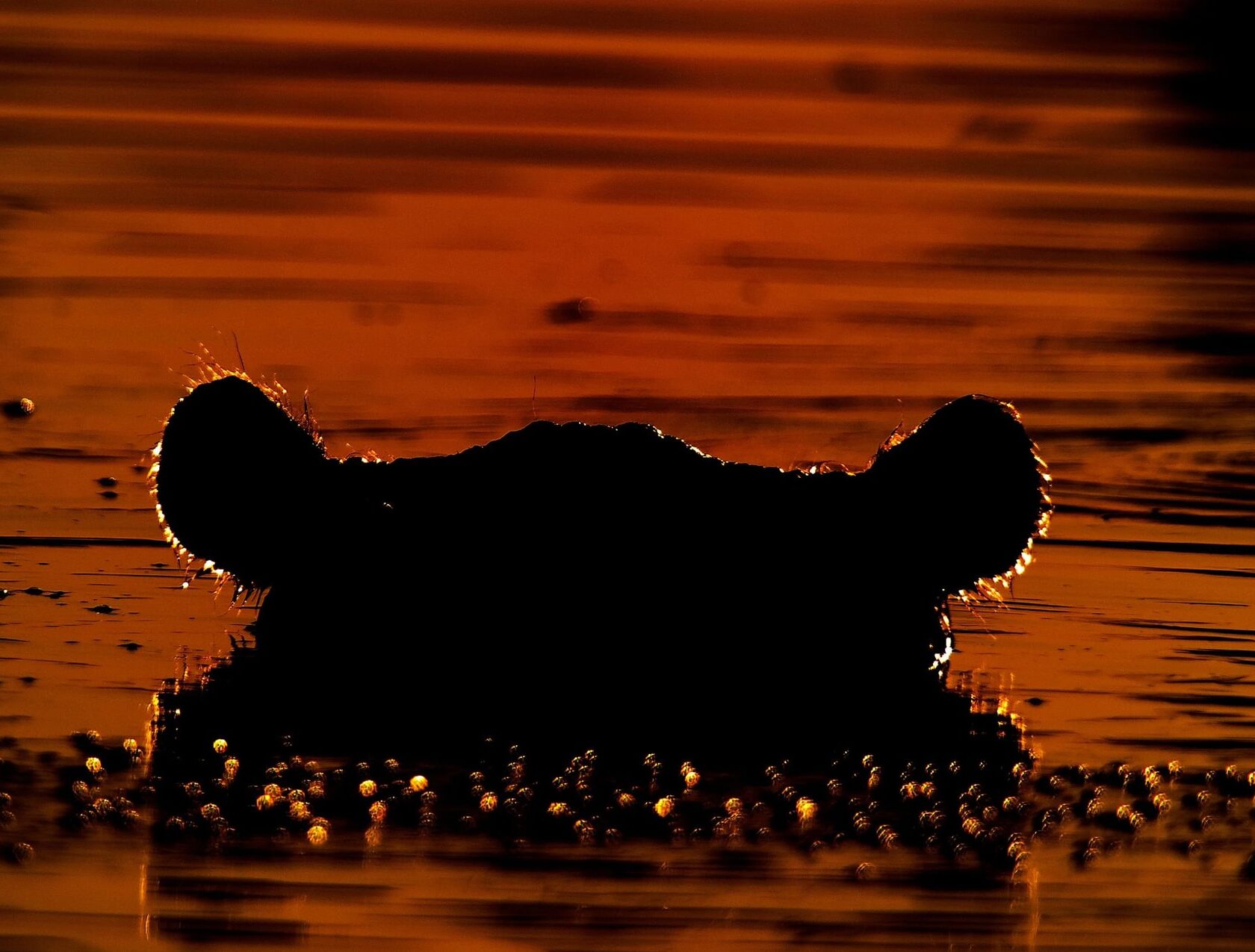 Un hipopótamo saliendo del río Khwai al atardecer