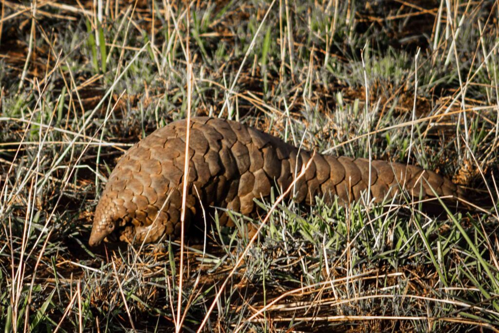 Un pangolín caminando por la hierba del Parque Nacional del Valle de Kidepo