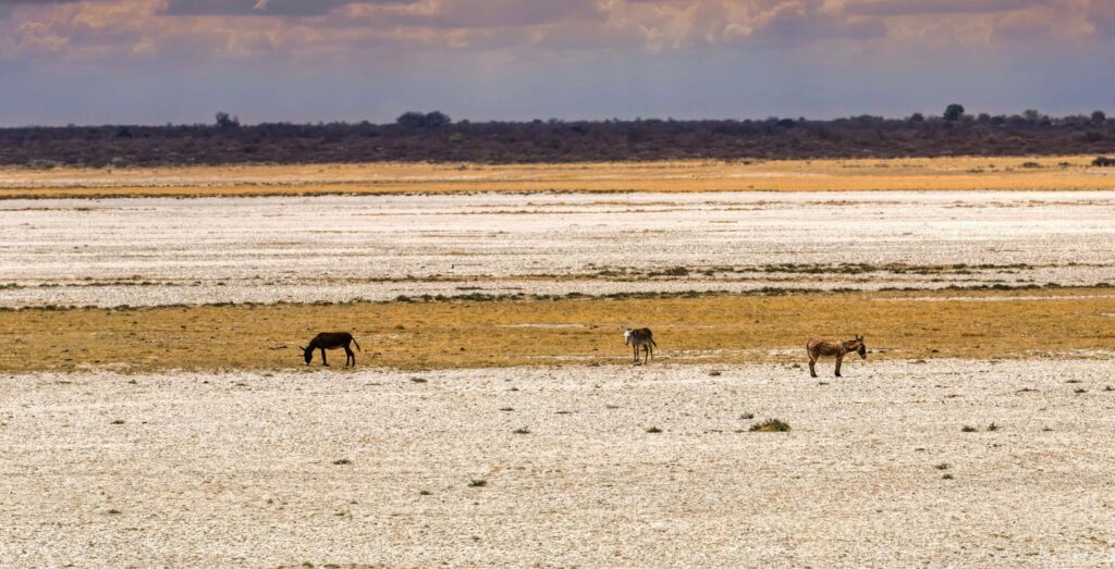 Salinas de Makgadikgadi - Grandes