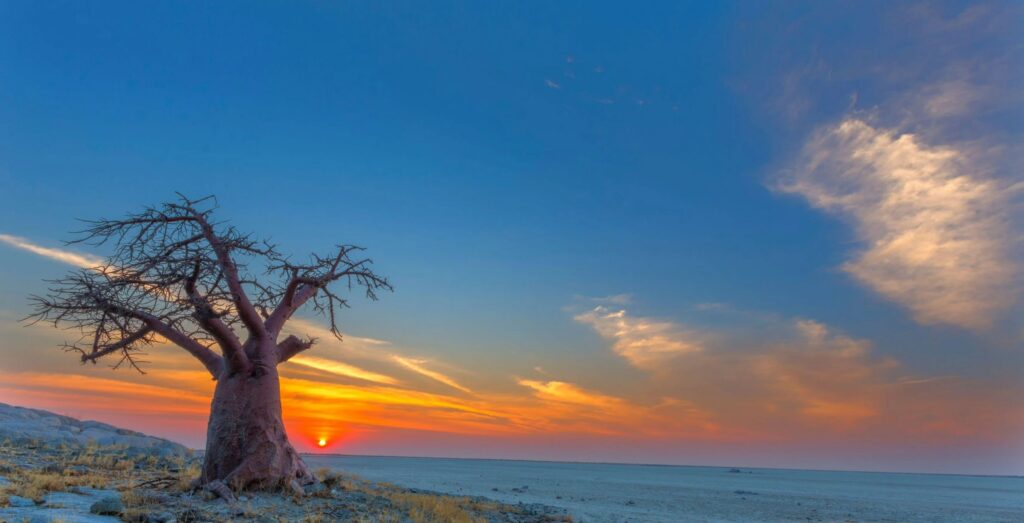 Un enorme baobab con un paisaje impresionante en la isla de Kubu, Botsuana