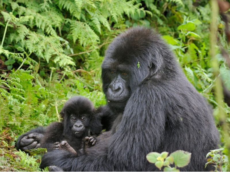 mejor época para ver gorilas en Uganda