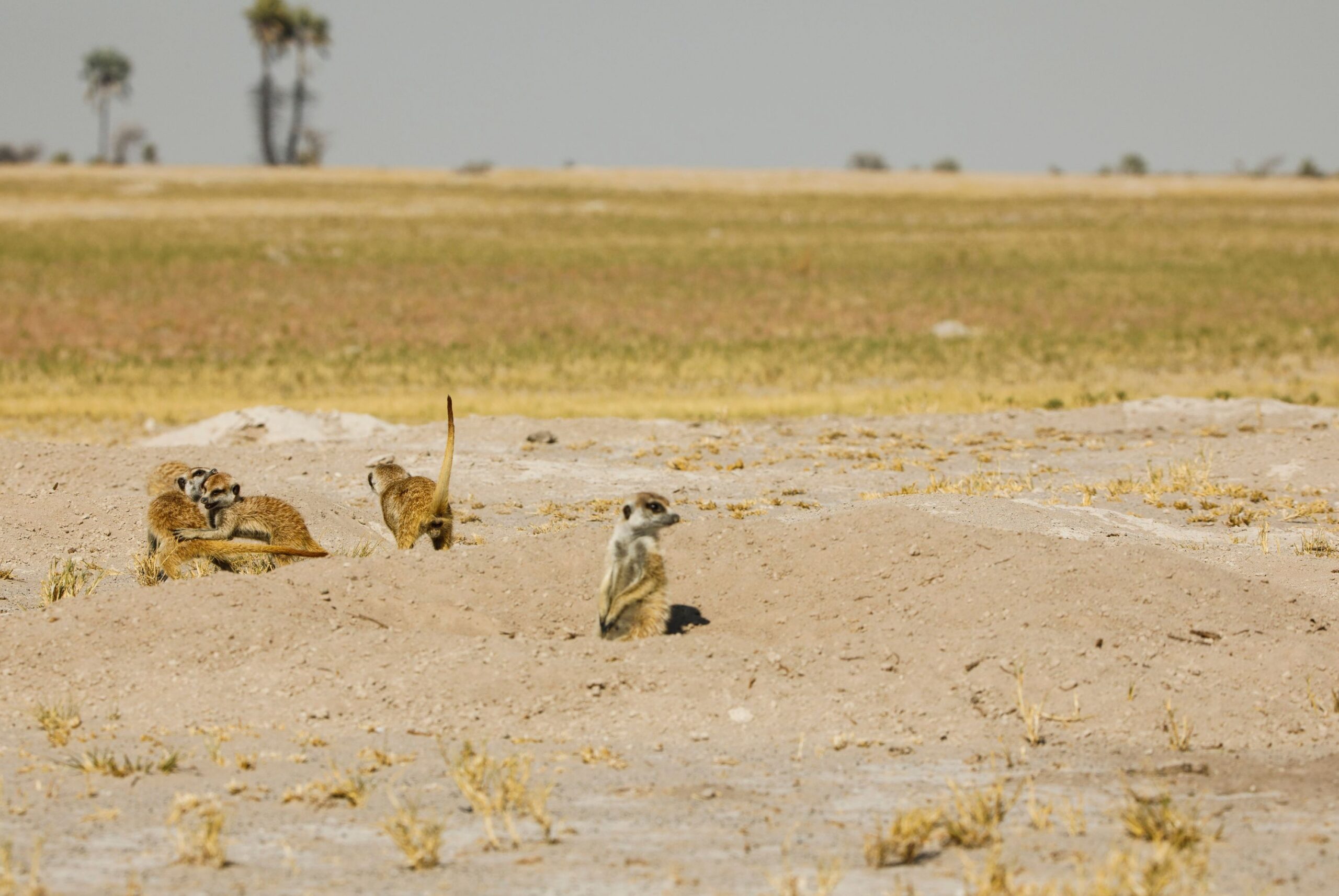 Makgadikgadi Salt Pans