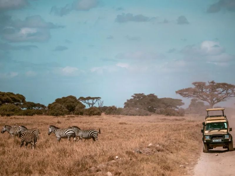 errores al planear un safari en Kenia