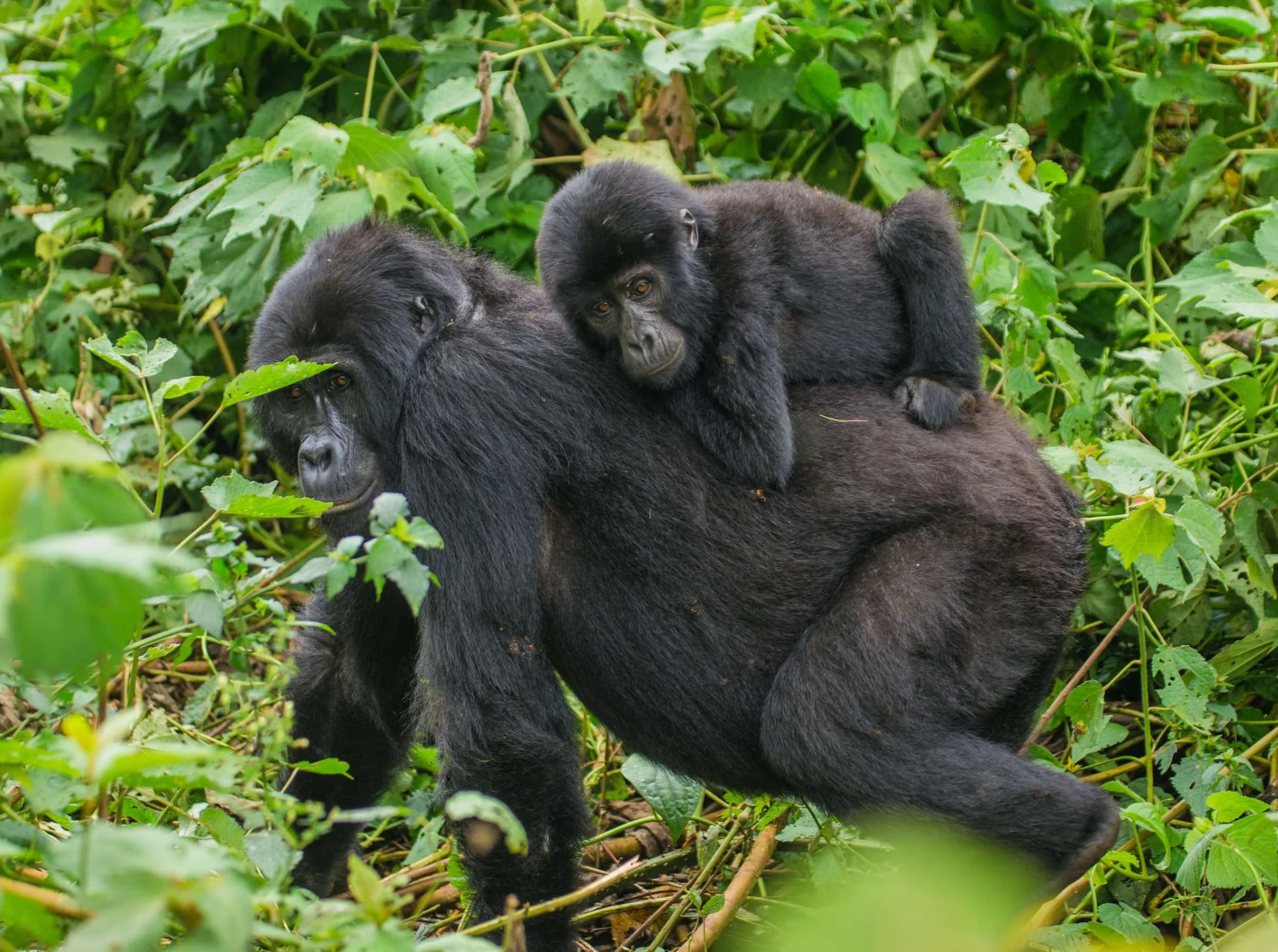 Mountain gorilla walking with her baby - Large