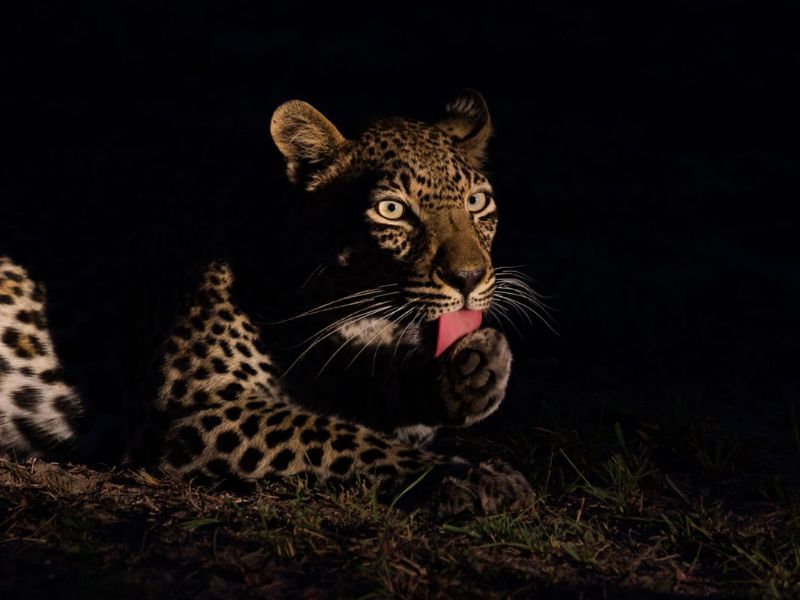 actividades nocturnas en safaris