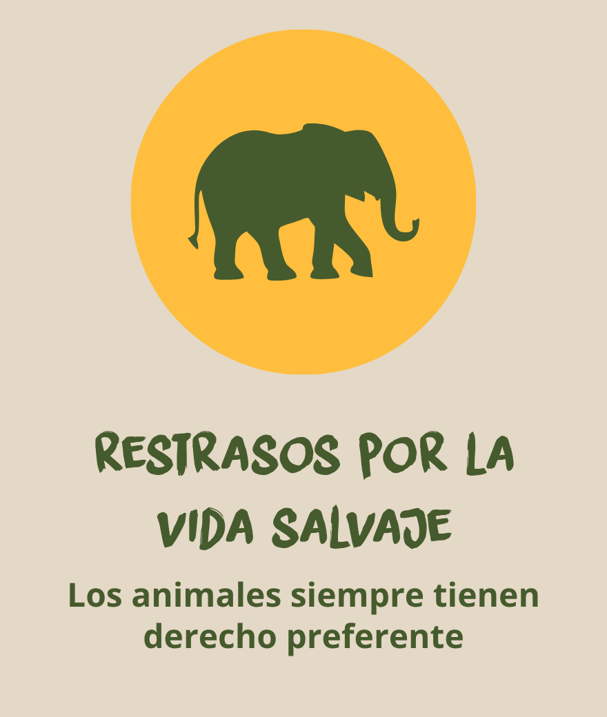 Un elefante cruza la ruta y puede provocar retrasos durante un safari en Botsuana.
