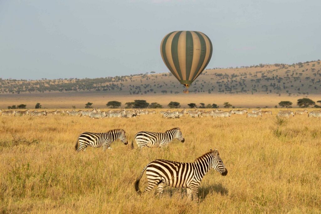 Hot air balloon flying over savannah and a herd of zebras
