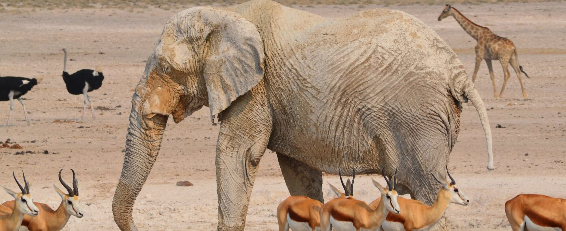 Elephant surrounded by springboks, ostriches and a giraffe in Namibia's Etosha National Park