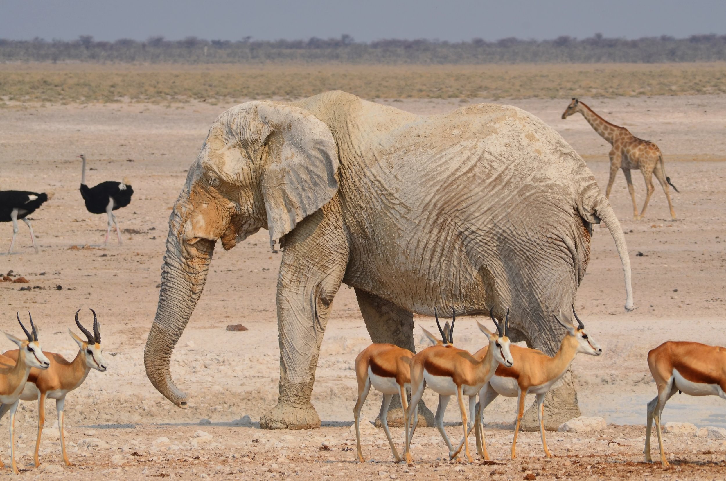 Elefante rodeado de gacelas saltarinas, avestruces y una jirafa en el Parque Nacional de Etosha, Namibia