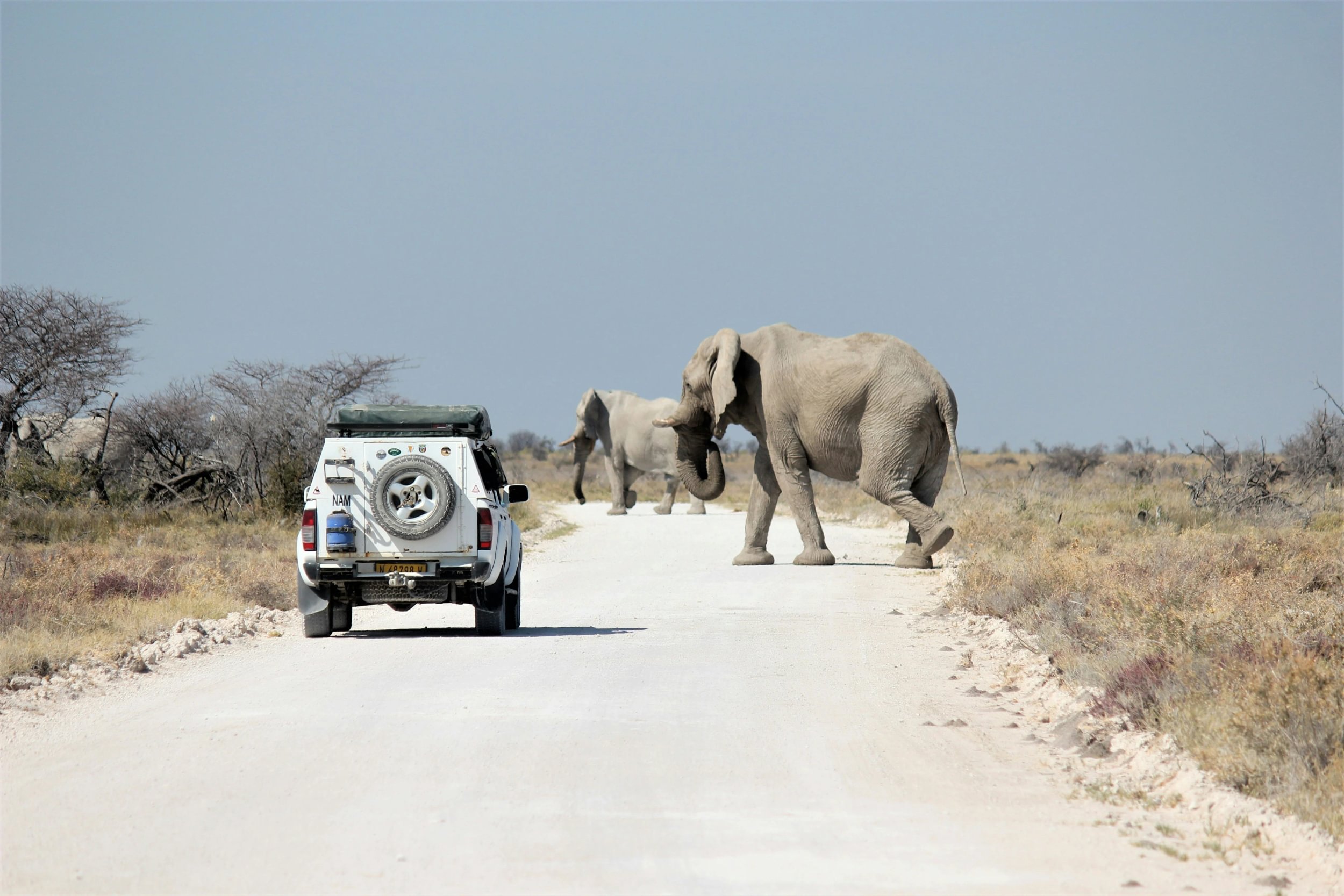 Elefantes cruzando la carretera frente a un vehículo de safari en el Parque Nacional de Etosha, Namibia