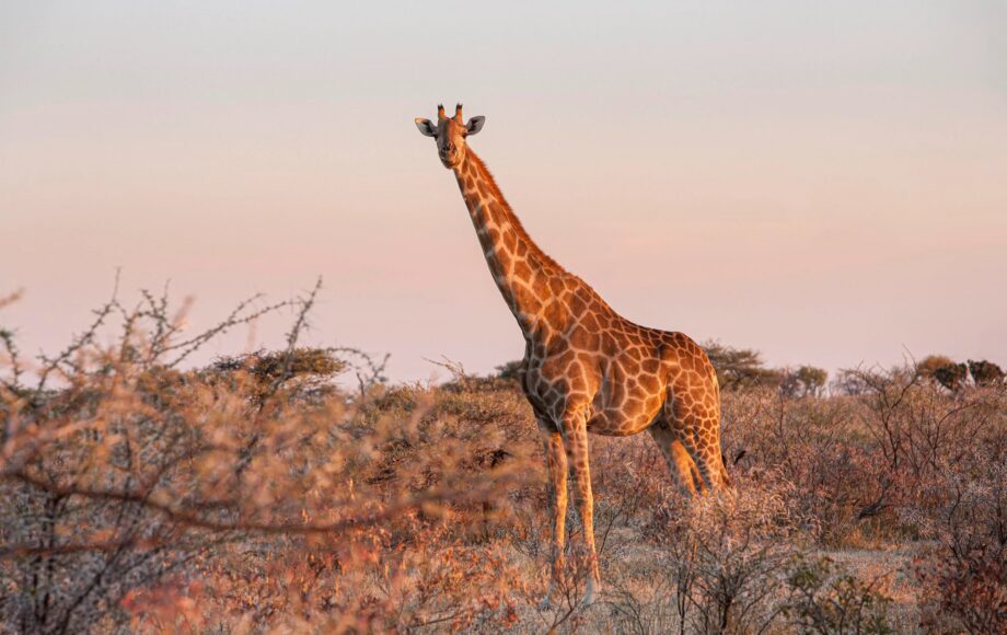 Jirafa de pie en un campo rodeada de arbustos durante la puesta de sol en el Parque Nacional de Etosha, en Namibia