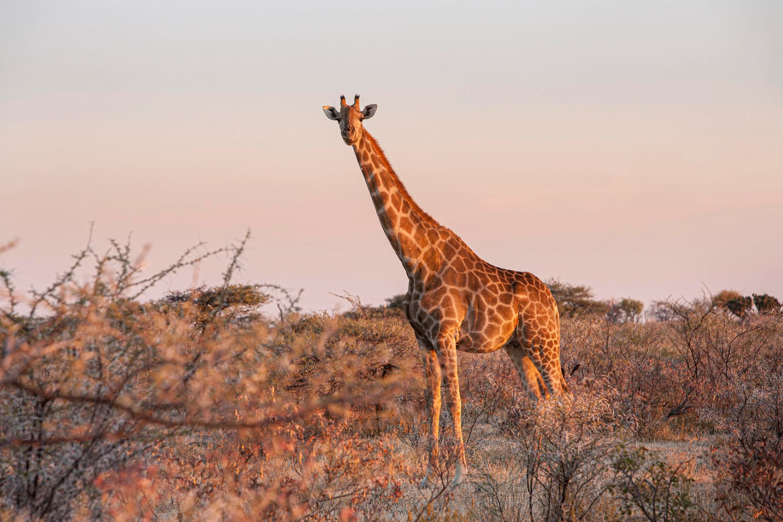 Jirafa al atardecer en un campo rodeado de arbustos en el Parque Nacional de Etosha, Namibia