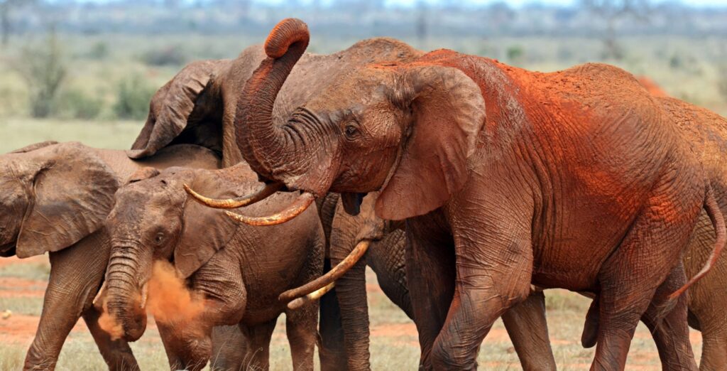 Manada de elefantes en el Parque Nacional Tsavo Este, Kenia