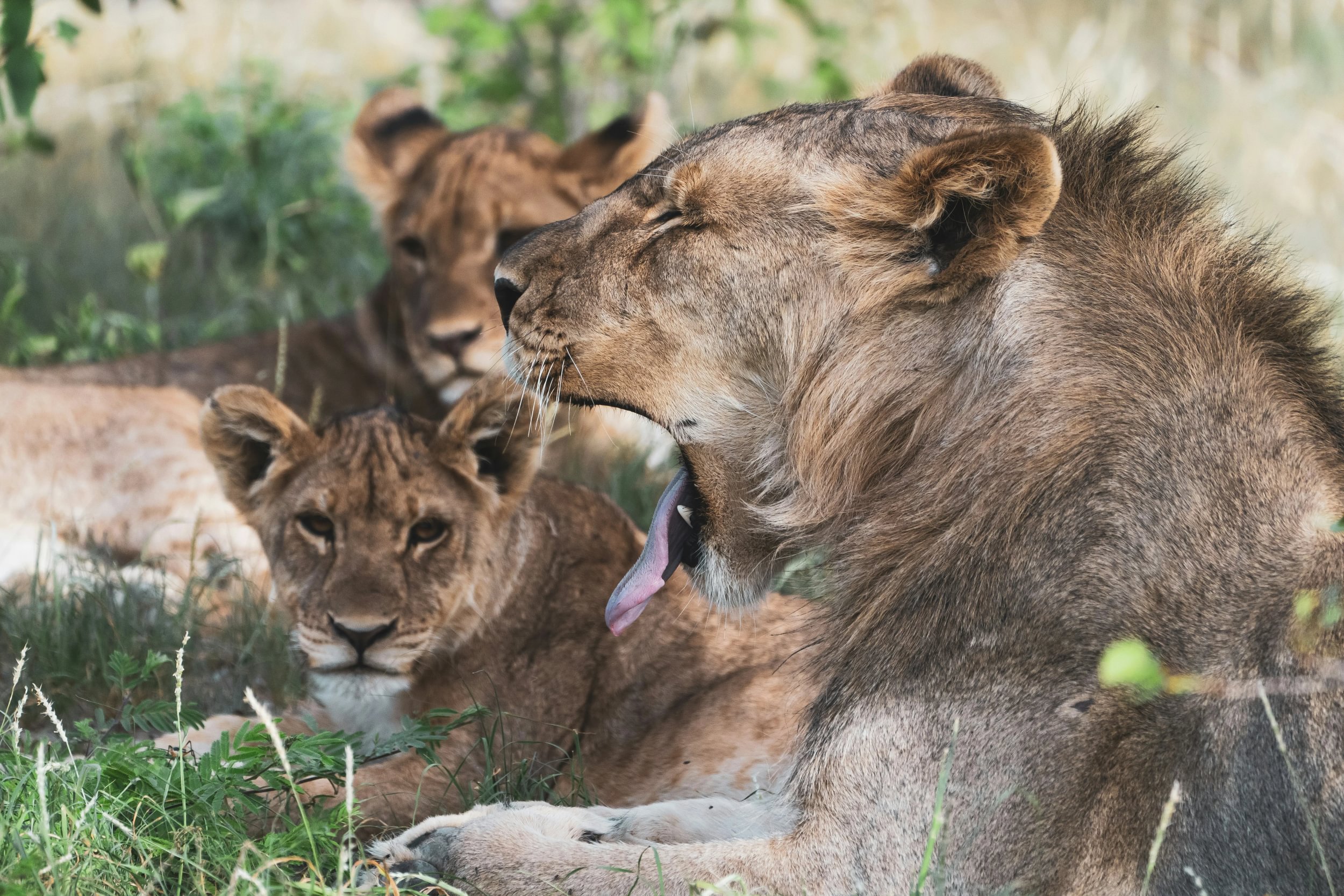 Manada de leones descansando a la sombra en el Parque Nacional de Etosha, Namibia