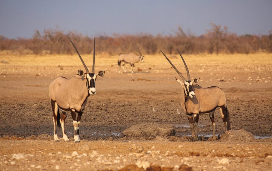 Antílopes órix en un abrevadero seco de Etosha