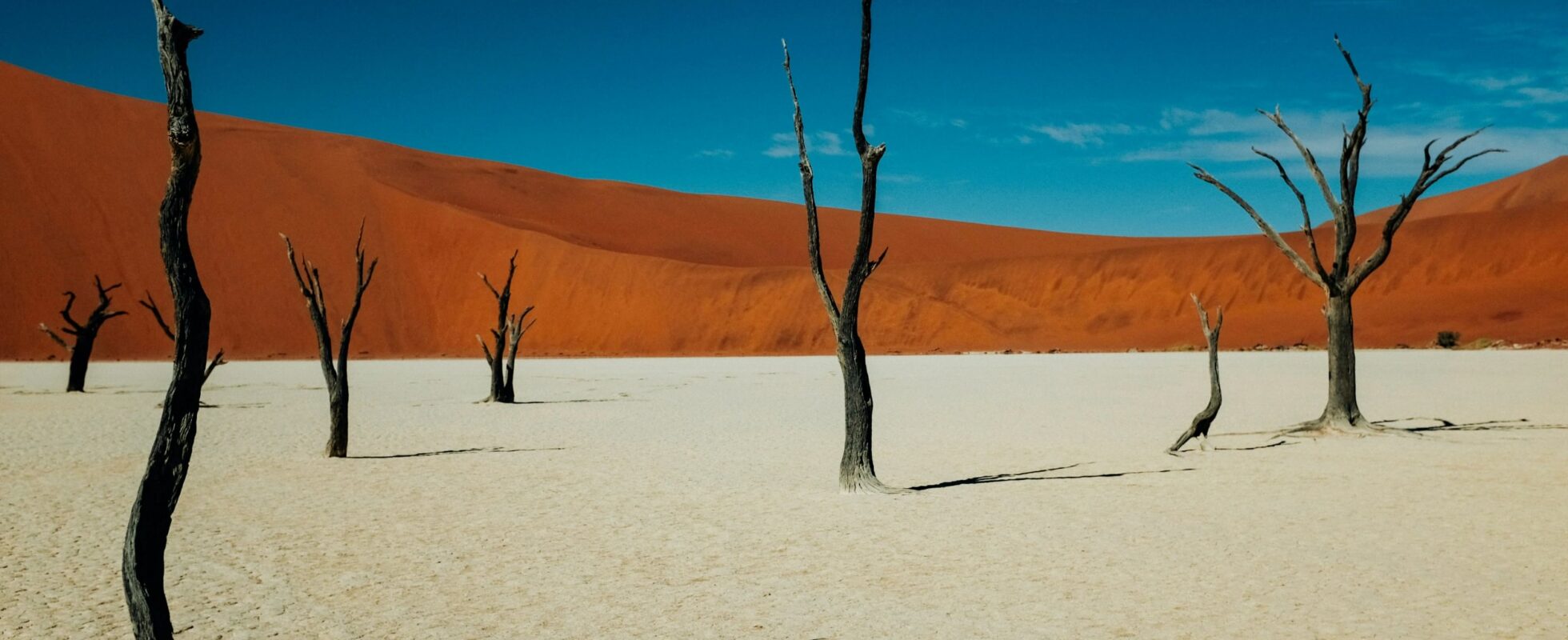 Petrified trees of Deadvlei in Sossusvlei national park in Namibia