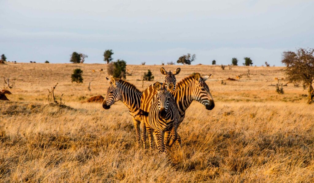 4 cebras al atardecer en el Parque Nacional de Tsavo Oeste, Kenia