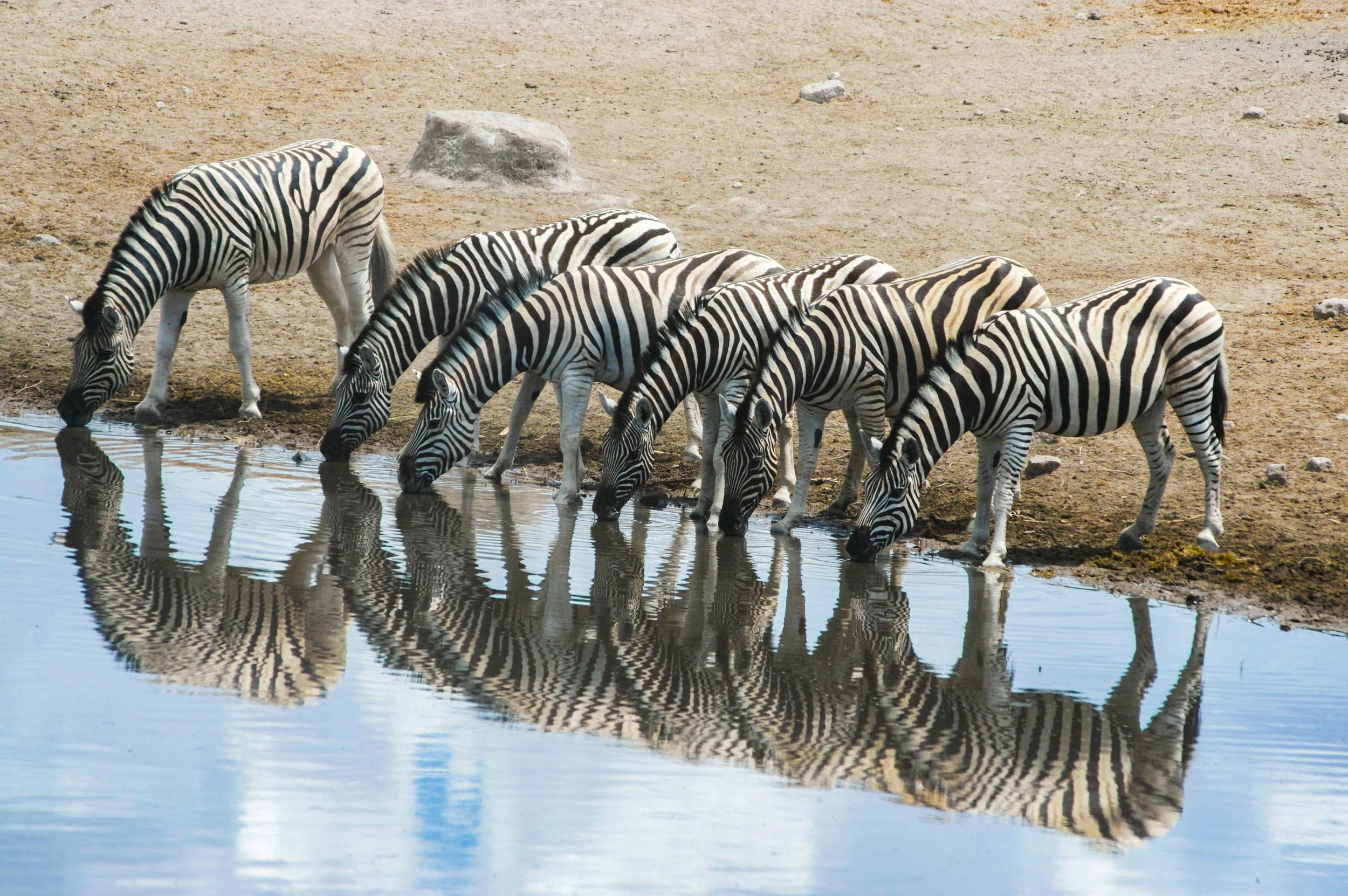 Cebras reflejadas en el agua mientras beben en un abrevadero del Parque Nacional de Etosha, Namibia