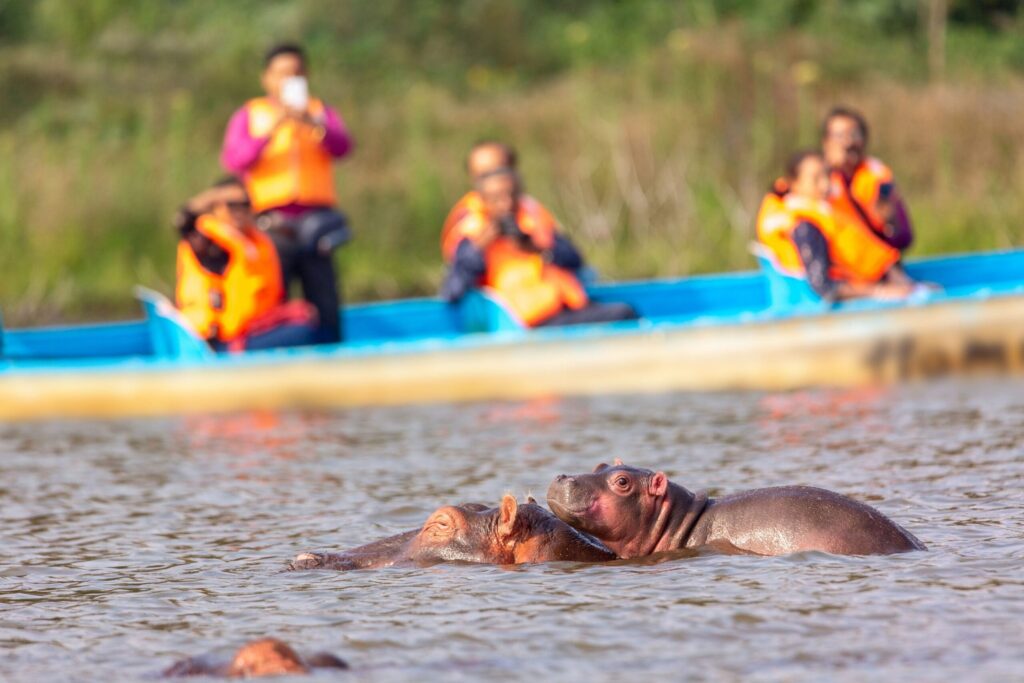 Hipopótamos nadando en el lago Naivasha durante un safari en barco en Kenia, con visitantes que observan la fauna desde una pequeña embarcación al fondo.