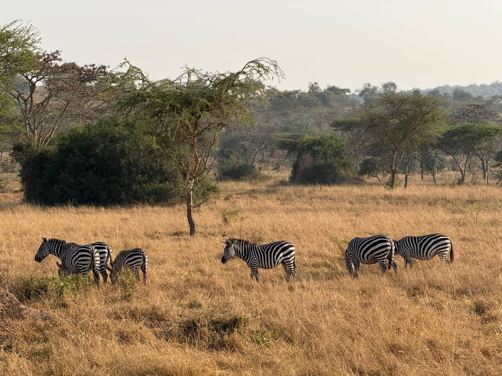 Herd of Zebras Grazing on the Savanna