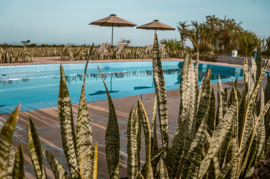 Zebra Plains Mara Camp swimming pool