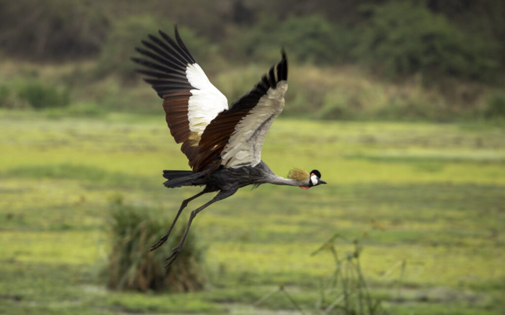 IM_UG_QE_Grey crowned crane in flight 3