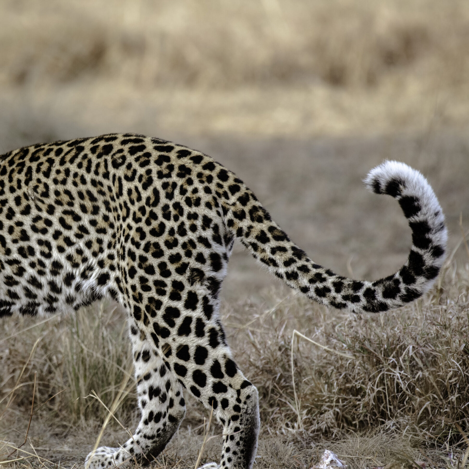 Un leopardo caminando entre la hierba seca en el Parque Nacional Reina Isabel, en Uganda.