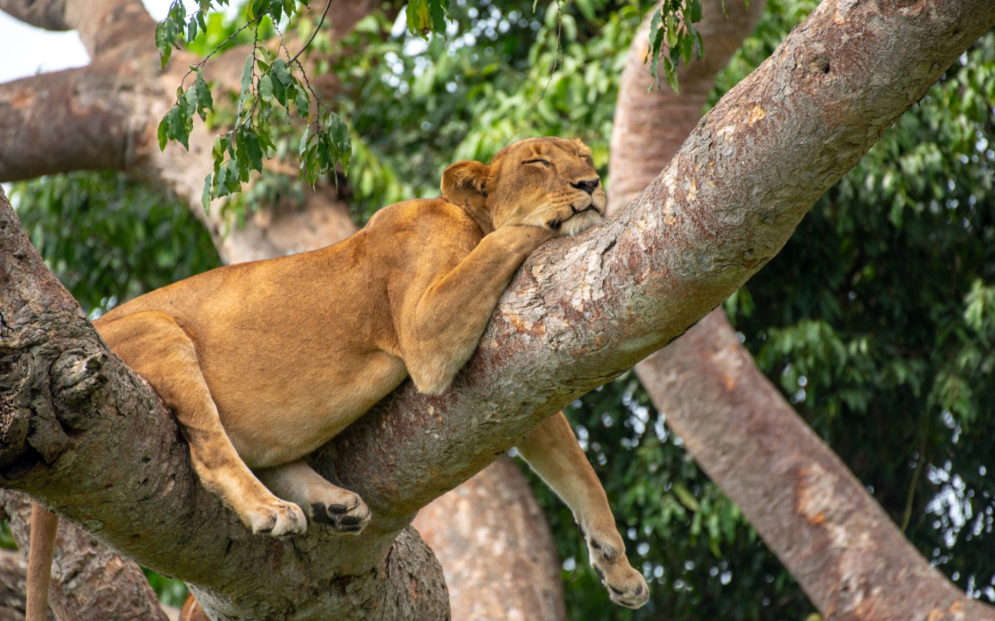 IM_UG_QE_Pregnant lioness sleeping in a tree 7