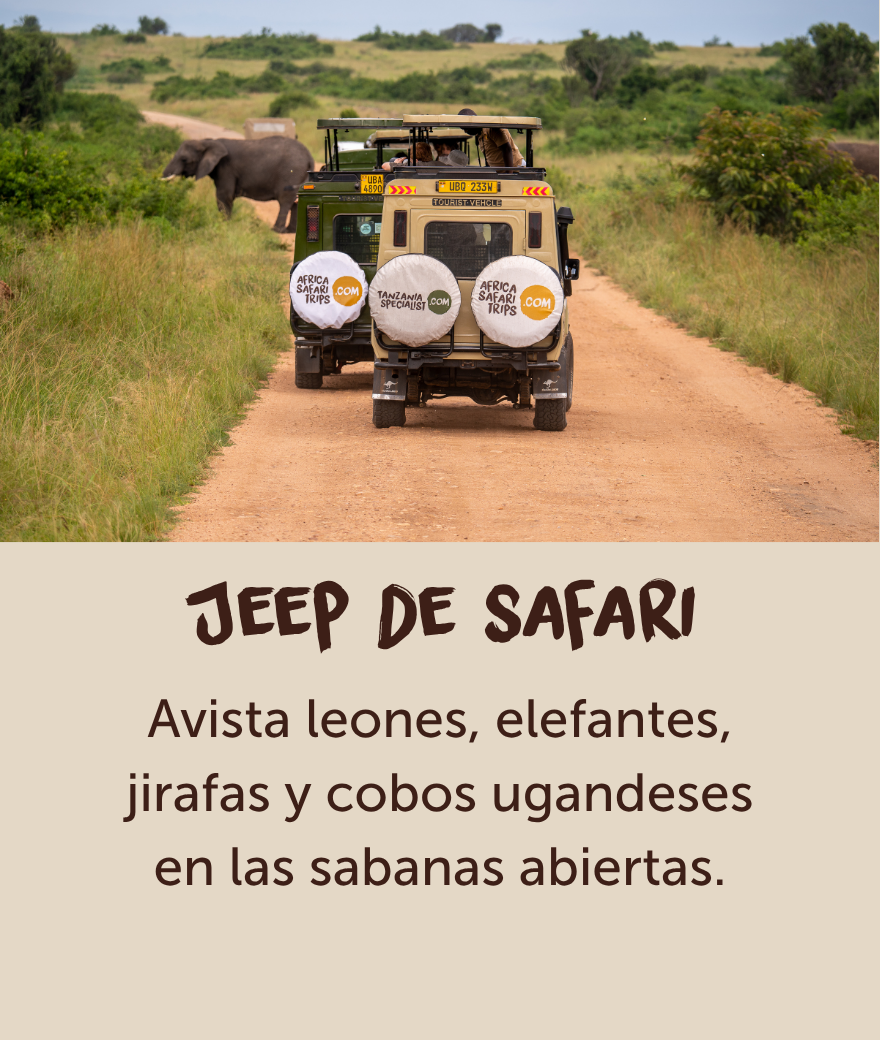 Un jeep de safari privado pasa junto a un elefante durante un safari en Uganda.