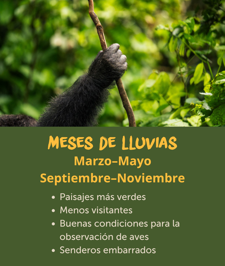 Los meses más lluviosos en Uganda, de marzo a mayo y de septiembre a noviembre, ofrecen paisajes exuberantes, menos visitantes y excelentes oportunidades para observar aves.
