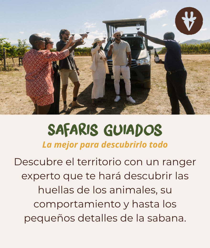 Safari guiado por un ranger experto que ayuda a los viajeros a avistar animales y reconocer sus huellas.