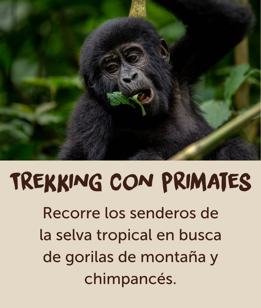 Un gorila de montaña joven comiendo hojas en la selva tropical de Uganda.