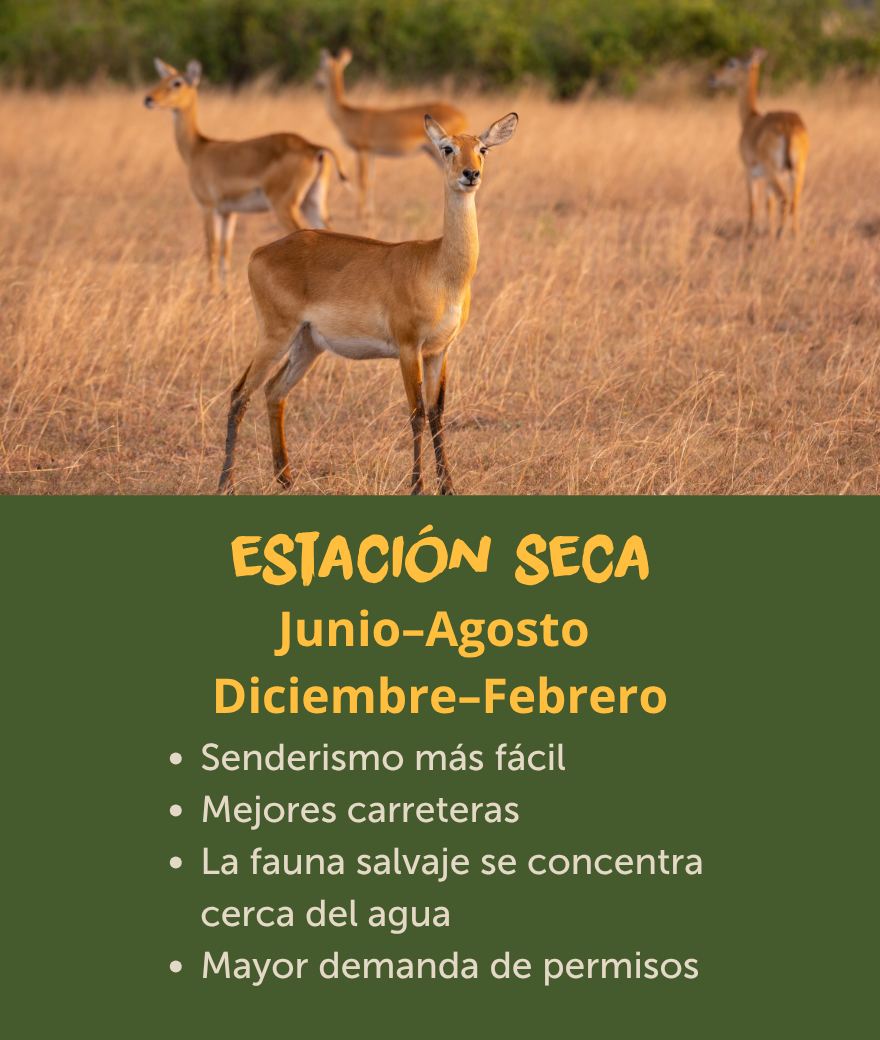 Estaciones secas en Uganda, de junio a agosto y de diciembre a febrero, con rutas de senderismo más accesibles, carreteras en mejores condiciones y fauna cerca del agua.