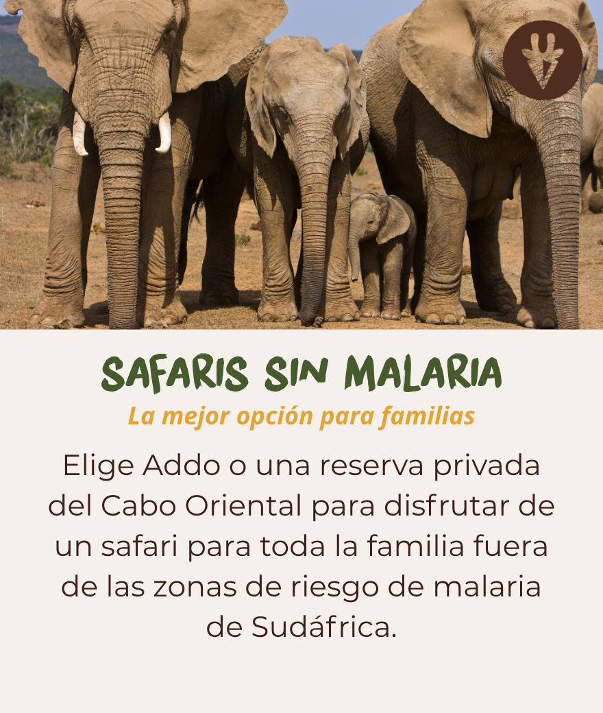 Safari familiar sin riesgo de malaria en el Parque Nacional de Elefantes de Addo o en el Cabo Oriental.