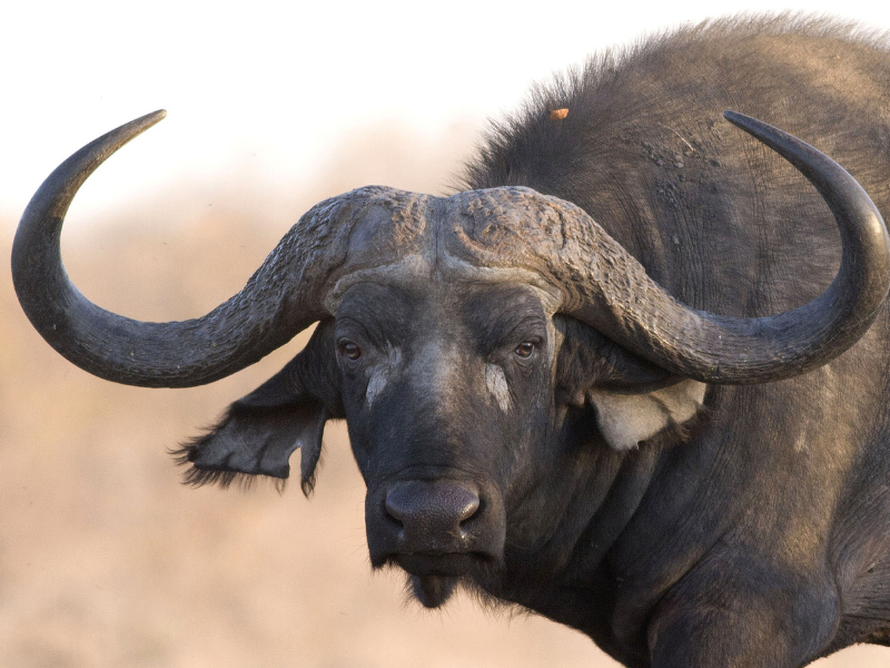 tipos de especies que existen en Africa
