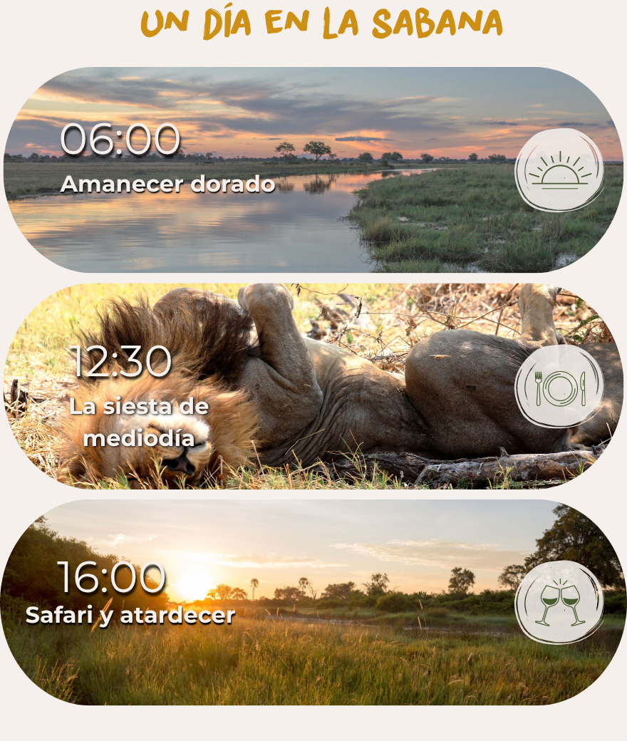 Horario típico de un día de safari en Botsuana: actividad matutina, siesta al mediodía y safari al atardecer con sundowner