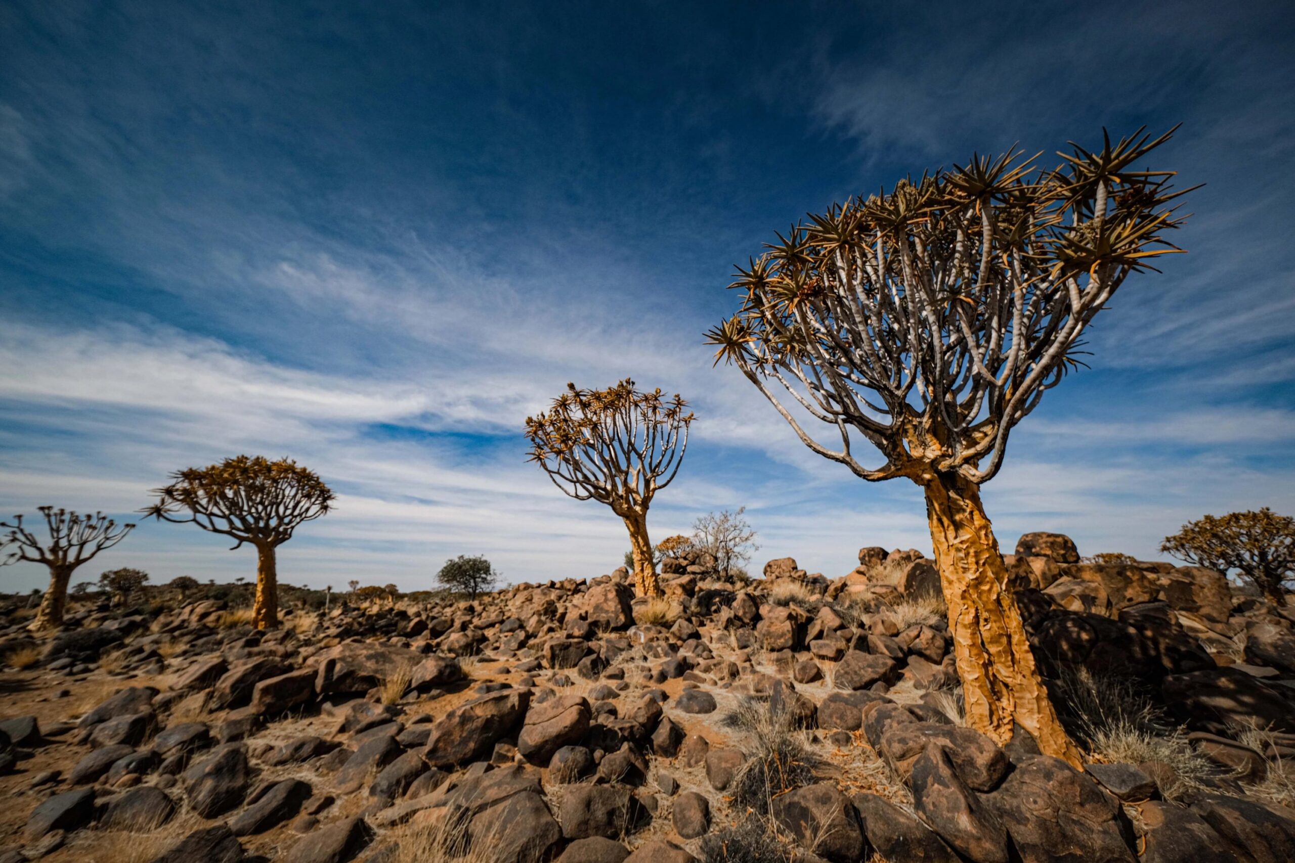Parada en el Quiver Tree Forest